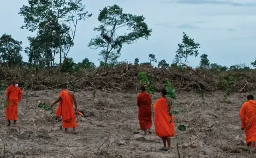 Monks replanting on partially-developed land.
