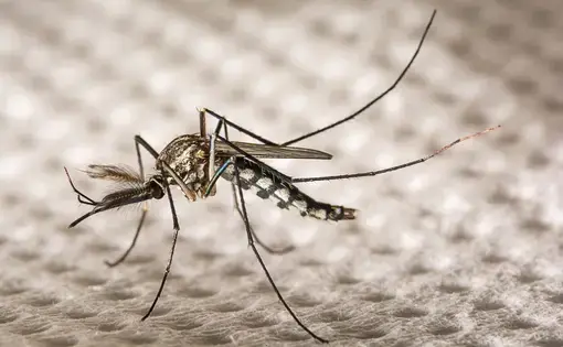 Aedes aegypti closeup