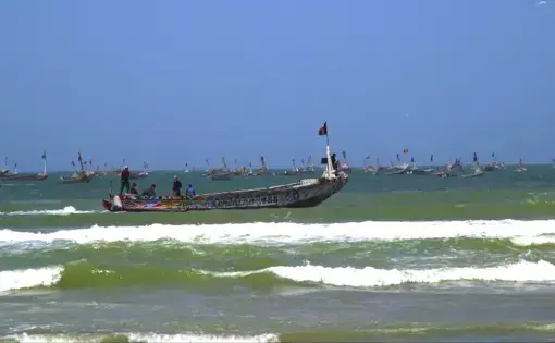 How Senegalese Fish End Up in Factory Farms screenshot