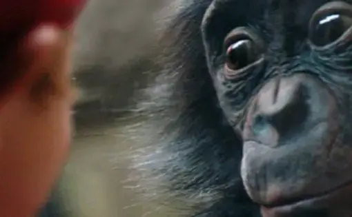 Cover of the book "Le Bonobo, Dieu et nous". (Illustration image © Marian Brickner