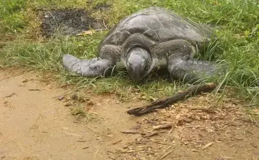 a marine turtle