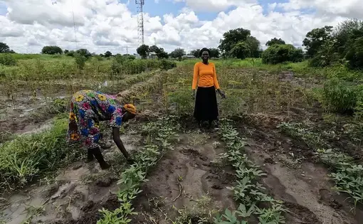 There are two farmers in a field. One bends to observe a plant. The other faces the camera.