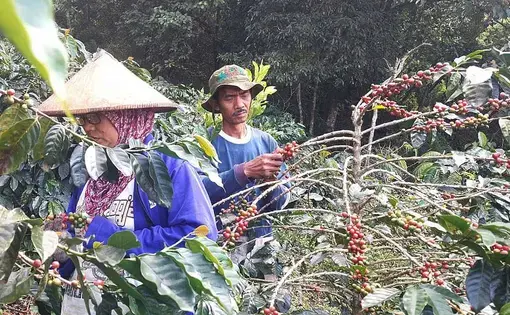 Two farmers observe coffee tree branches.
