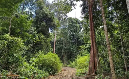 A rough dirt road cuts into a heavily forested area with several tree species.