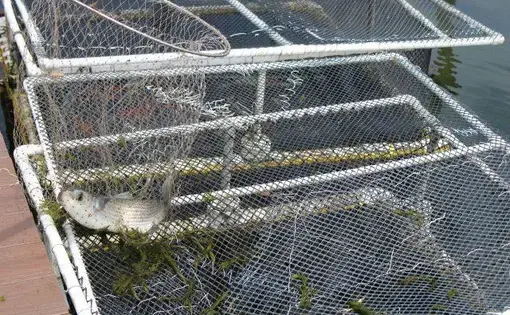 fish in net