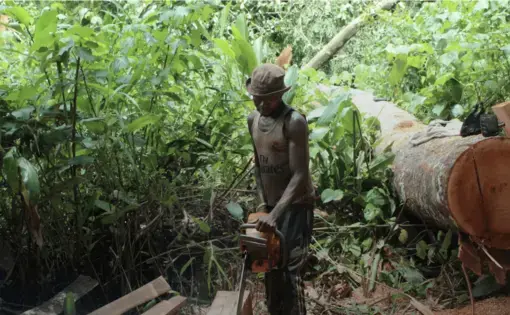 a man cutting a tree