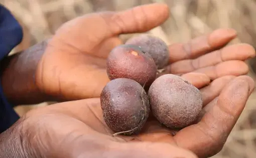 fruits in hands