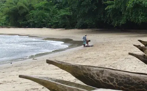 boats and the rainforest