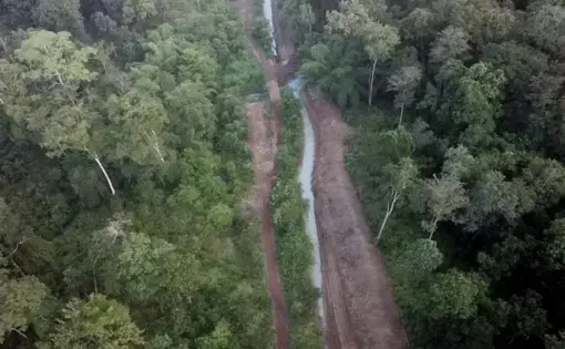 a dirt road in the forest