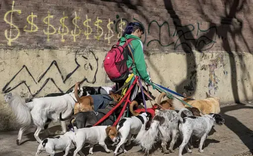 A dog walker walks 20 dogs at once. The wall behind her is painted with dollar signs.