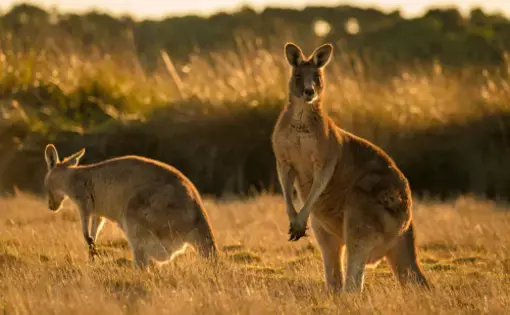 Two kangaroos on a grassy plain.