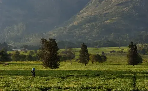 Tea grows in the fields at the base of a mountain in Malawi