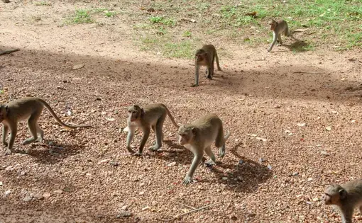 Macaque monkeys walking on gravel