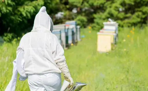 Beekeeping, an opportunity for the forests of the Congo Basin