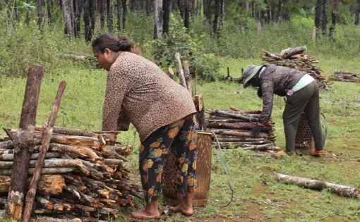 people gather wood