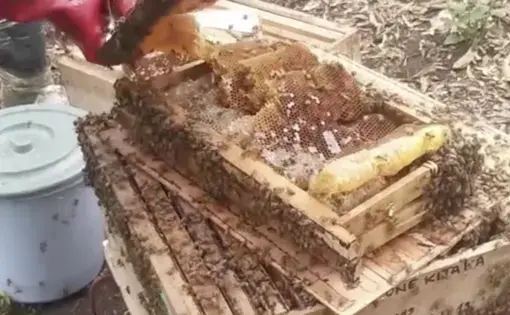 Beekeeping, a key resource for the forests of the Congo Basin   Volume 90%