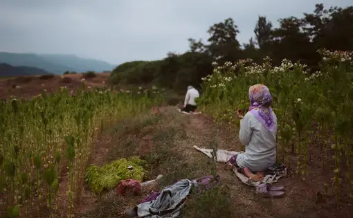 A person kneeling in a field