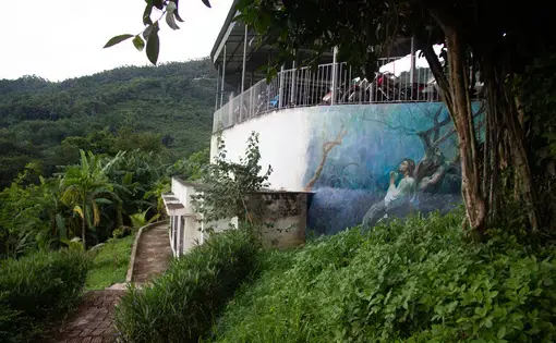 A wall in a forest