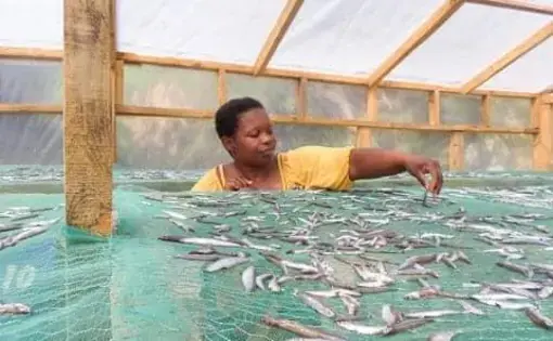 Forest Degradation: Renewable Energy Powered Ovens Help Cameroon Fish Smokers Curb Mangrove Forest Destruction