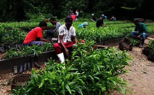 people work on a garden