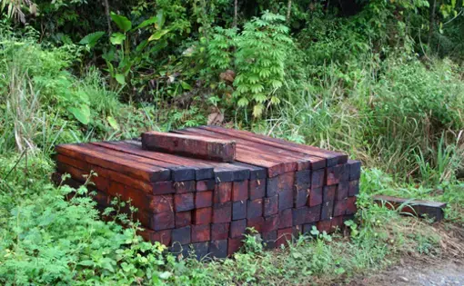 wood in forest