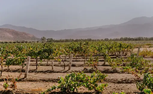 wine vineyard in Baja California, Mexico