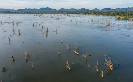Dead trees in a section of the flooded forest in December, the middle of the dry season. Researchers say that unseasonably high water levels due to upstream dams in Laos and China releasing their water is preventing the forest from drying out as it should at this time of year, killing the trees. Image by Andy Ball/The Third Pole. Cambodia, 2022.