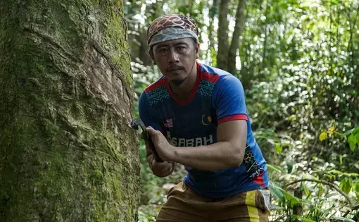 PITAS VILLAGERS RESTORING MANGROVES DESTROYED BY FAILED SHRIMP FARM