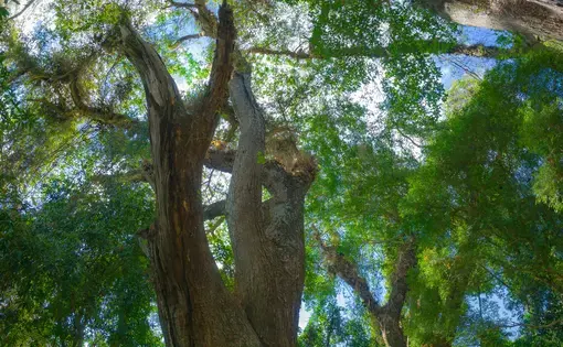 Dense forest canopy
