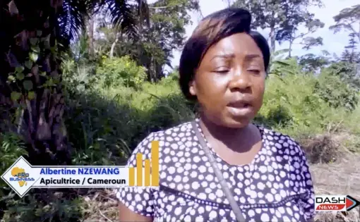 Protecting the Mangrove, a Necessity for Economies – Afro Business With Paul Joël Kamtchang