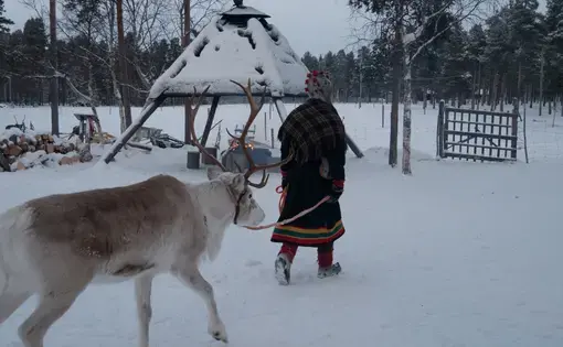 Sami reindeer farmer in Lapland, Inari region, Finland.