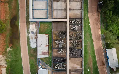 A cattle lot at a Minerva-run abattoir in Araguaína. Hundreds of cattle slaughtered here are raised on farms encroaching on Mãe Maria and other Indigenous lands. Image by Cícero Pedrosa Neto. Brazil, 2022.
