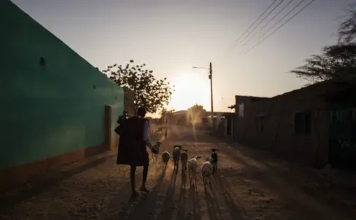 A person walks their animals through a rural street at sunset