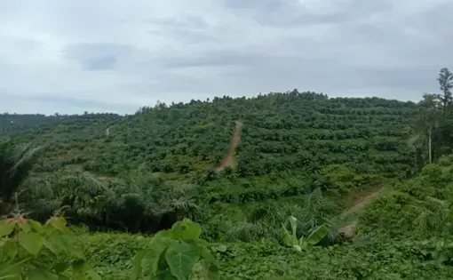 Hilang Rimba Demi Sawit