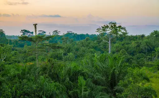 Beautiful lush green West African rain forest during amazing sunset