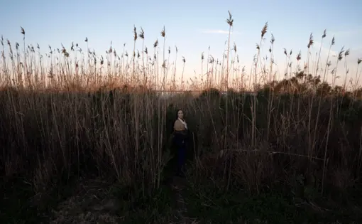 A person stands in a wheatgrass field at dusk