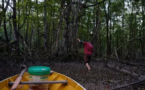 Runju Ramsa stepping barefoot onto mangrove mudflats to look for lokan (cockles). Image by Emily Ding/Between the Lines. Malaysia, 2023.