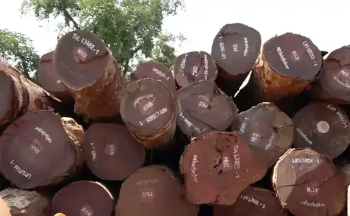 Wood ready for evacuation in the port of Losanganya (Bolomba Territory). Image by EnviroNews. DRC, 2023.