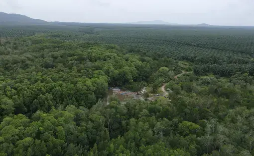 Palm oil plantation