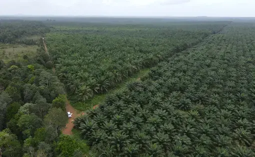 Palm oil
