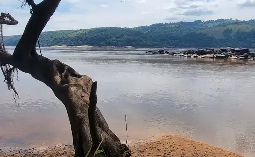 a tree and a lake