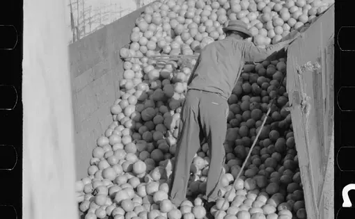 old photo of man sorting fruit in Texas, United States, 1942