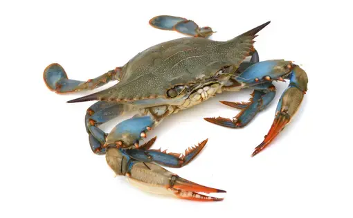 Blue crab