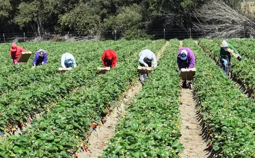 Workers in a field