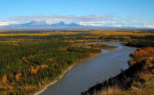Aerial image of a river running through an autumn-colored pine forest, with snowy peaks in the distance.