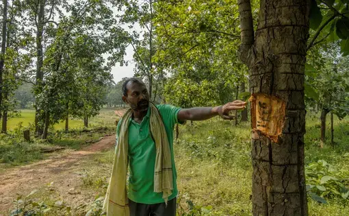 Jainandan Porte next to a tree that has been marked to be cut down in Hasdeo Arand forest.
