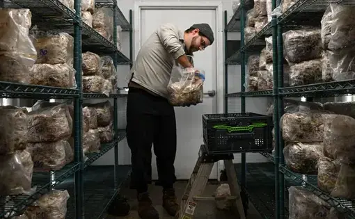 A man checks a plastic bag of mushrooms in a storage room with shelves full of identical bags.