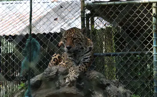 a captivated jaguar