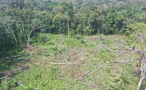 A section of deforested toppled trees amidst a dense rainforest.
