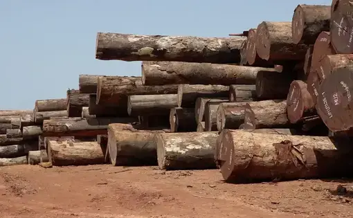 Timber creates poverty Image by EnviroNews. DRC, 2023.